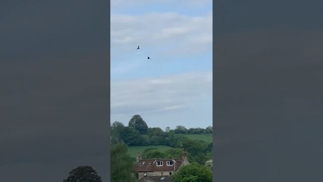 Kite trying to take chicks ! Crow taking it on. Was a buzzard and another kite. Brave crow. смотреть онлайн