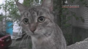 Бриллиантовая рука коты озвучка