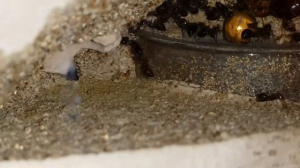 Myrmecocystus mimicus