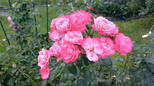 Mein Schoner Garten (Kordes, 1997) Шрабы