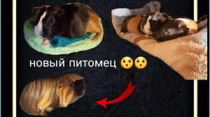 Обсалютно всё о морских свинках и не только