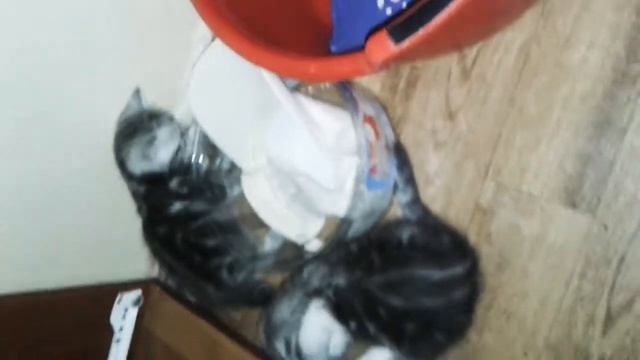 Жидкие котята - братик спасает сестренку из под тумбы 🐈📦🐈 смотреть онлайн