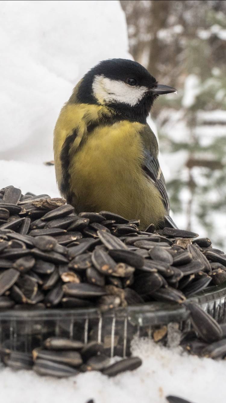 Поможем птичкам пережить зиму!