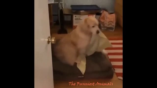 😺Смешные моменты с животными/ПРИКОЛЫ С ЖИВОТНЫМИ 🐶/The Funniest Animals/Собаки Кошки #2 смотреть онлайн