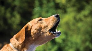 Звук для собак