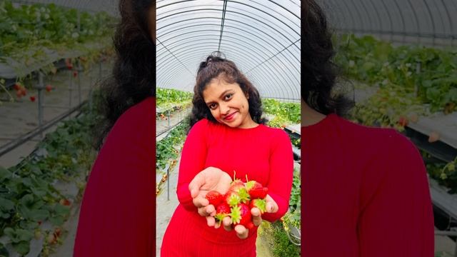 Strawberry 🍓 farms in Japan! #strawberry #japan #srilanka #love #viraltiktok смотреть онлайн
