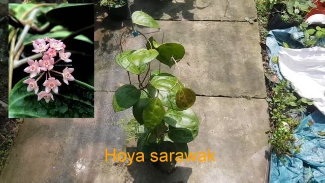 Hoya Ut033 ☘Hoya Sarawak ☘Hoya Cv.paticia ☘Hoya Ut247 ☘☘☘sđt 0988 093 814