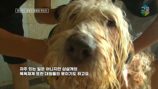 자연과 벗 삼아 지내며 든든하게 독도를 지키는 경비대와 삽살개 그들의 이야기 (제대로 볼까 말까한 독도 일출, 일몰은 덤!!)