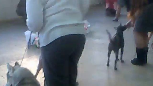 Первая выставка смотреть онлайн