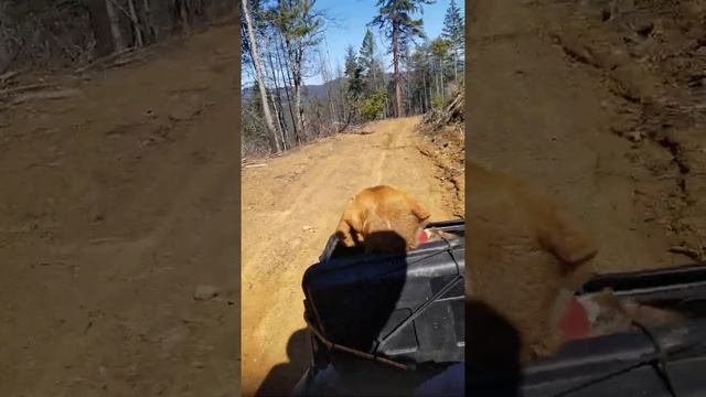 Taking Appa and Max home on Kodiak 700 смотреть онлайн
