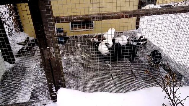 Купание голубей зимой смотреть онлайн