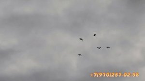 Голуби в небе питомника "Казинка"