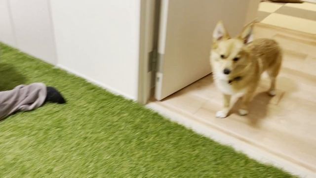【車中泊DIY#3】快適な睡眠環境に向けて！ベッドマットを作ってみました！【ステップワゴン】 смотреть онлайн