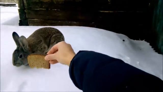 Как я кормила кролика