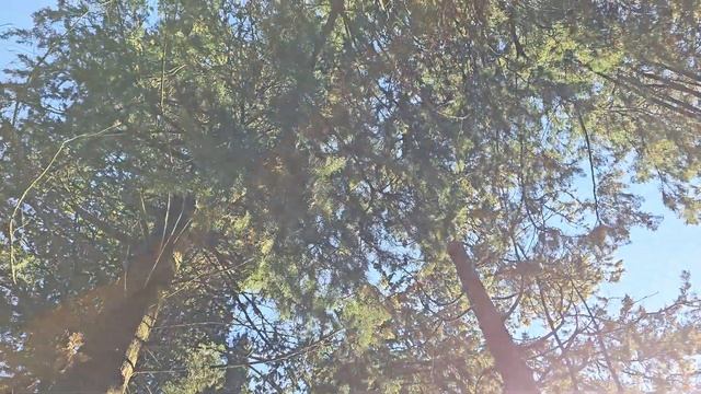 Белочка пришла смотреть онлайн