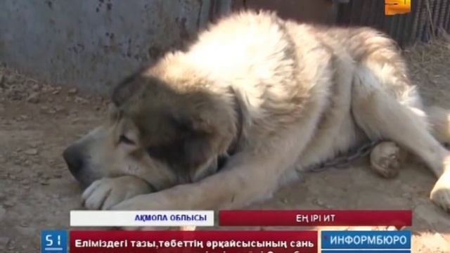Жанашыр азамат ежелден қазақтікі саналған ит тұқымдарын көбейтуге ат салысып жүр смотреть онлайн