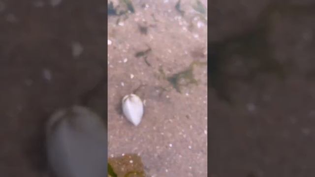 OMG Catching Seafood 🦐🦀 Deep Sea Octopus Catch Crab, Catch Fish ,shrim and more# 3 смотреть онлайн