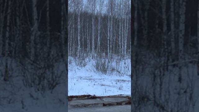 Охота на Кабанов с вышки #охота #кабан #курганскаяобласть смотреть онлайн