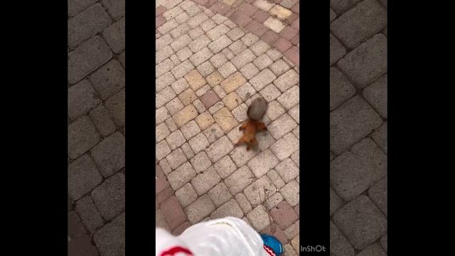 Алтайская белка 🐿️ живет в тандеме с Абиссинским котом 🐈⬛ смотреть онлайн