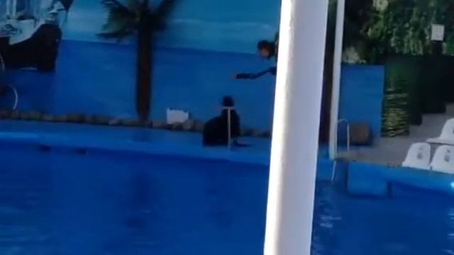 Дельфинарий Немо в Судаке смотреть онлайн