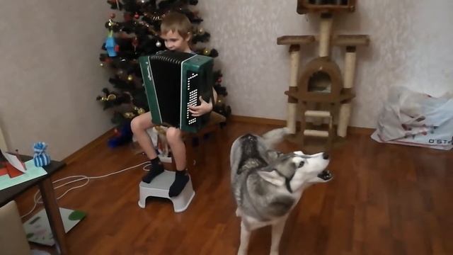 Хаски и баян #поющаяхаски смотреть онлайн