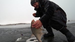 Ловля леща на ведьму с чесночком.