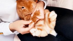 Как подстричь когти декоративному кролику? Лёгкий способ!