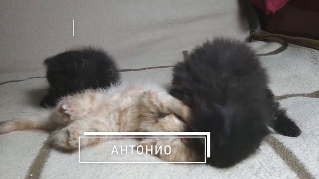 Один против двоих смотреть онлайн