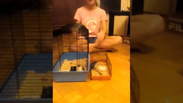 Знакомство двух крыс шаг 2!!😘😘 смотреть онлайн