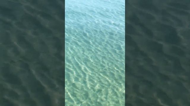 Кабардинка море полное рыбы #sea #relax смотреть онлайн