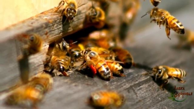 Как пчёлы делают мёд? смотреть онлайн