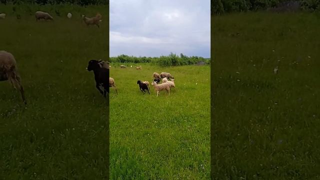 Электропастух для овец, коз, собак. Самая дешевая изгородь. смотреть онлайн