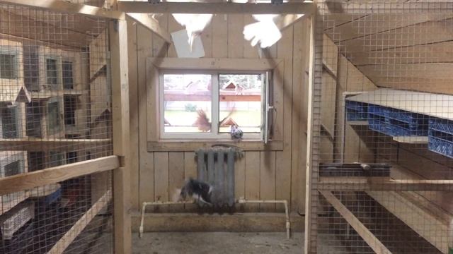 Николаевские голуби. Лето 2020