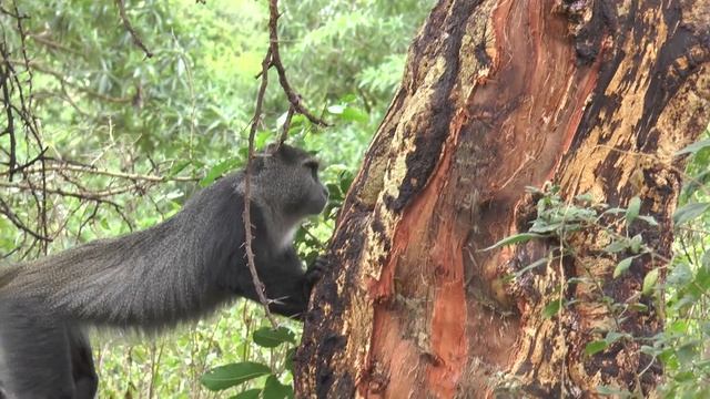 Safari in Tanzania DAY 9 Lake Manyara 6.3.2018 смотреть онлайн