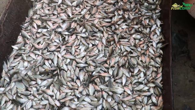 How Villagers Collect Fresh Pond Fish after Pond Fishing (Part 10) | Fish Corn смотреть онлайн