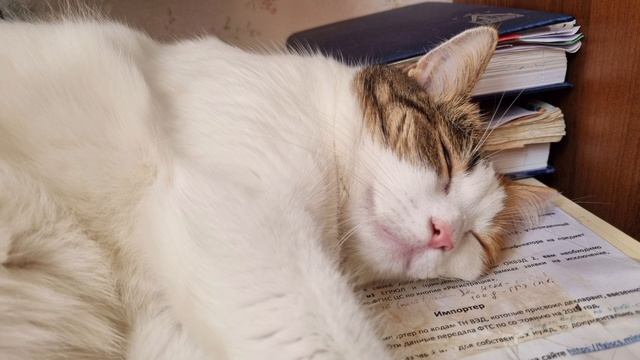 Котозависимость смотреть онлайн