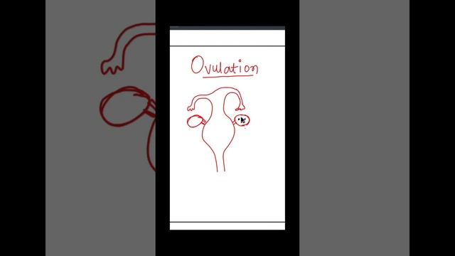What is ovulation|| How do organisms reproduce||reproduction in human||Ovulation смотреть онлайн