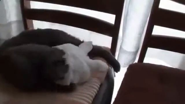 Как кота превратить в кролика! Смотрите прикол смотреть онлайн