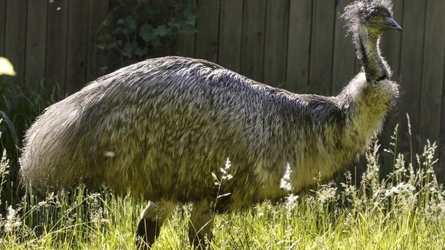 Creature Comparison: Emu vs Cassowary смотреть онлайн