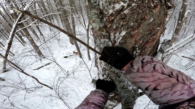 Капканы, дупло, мёд первая работа пурги по кунице волк. смотреть онлайн