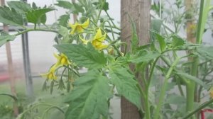 ТОМАТ ШТРАУХ - КАК ФОРМИРОВАТЬ КУСТЫ? ОГОРОДНАЯ АЗБУКА ОЛЬГИ ЧЕРНОВОЙ.