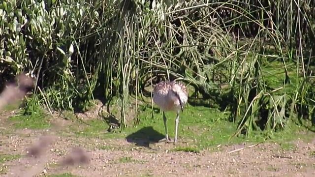 Whimbrel eating crab смотреть онлайн