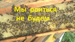 Определение роевого состояния семьи пчел без разборки гнезда