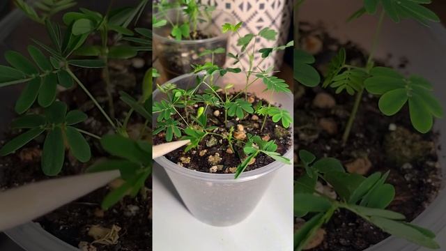 Мимоза стыдливая смотреть онлайн