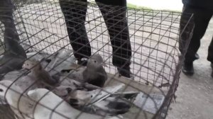 Голубиный рынок в Манасе! #pigeons #Dagestan