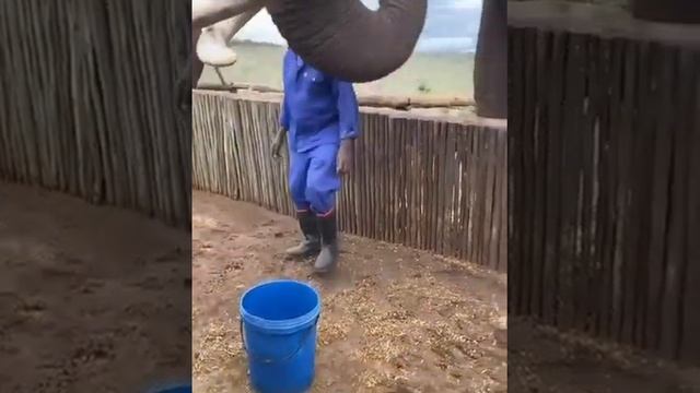 Вы когда нибудь видели, как именно пьют слоны смотреть онлайн