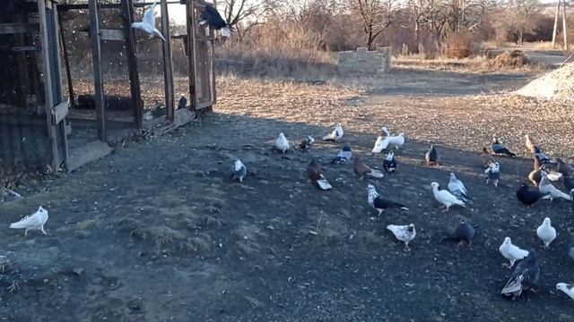 голуби в Енакиево смотреть онлайн