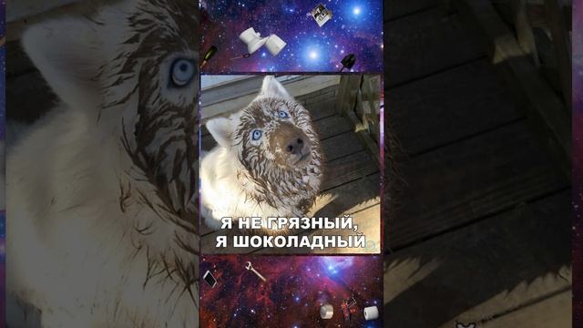 Шоколадный