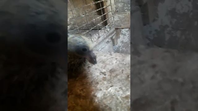 Як розмножувати голубів смотреть онлайн