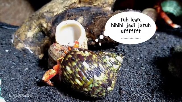 Kelomang Coenobita Perlatus Pindah Cangkang | Aktifitas Kelomang | Crabpedia смотреть онлайн